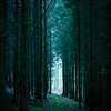 Forest road (Hracholusky, Krivoklat region)